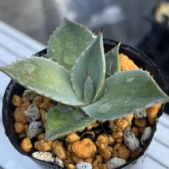 観葉植物 アガベ パリートランカータ 抜き苗 - メルカリ