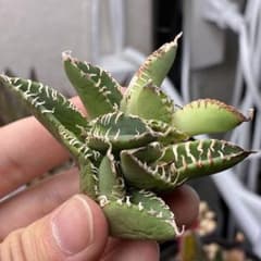 特価】アガベ チタノタ 南アフリカダイヤモンド 5株セット - メルカリ