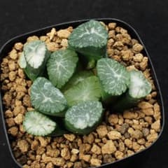 ハオルチア　山本万象　４２（１０×６）多肉植物260606のサムネイル
