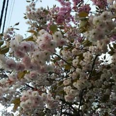 えま様 専用のサムネイル