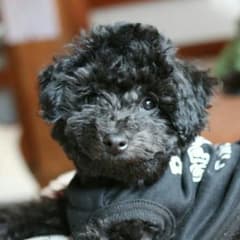 アリス様専用 犬用キャリーバッグのサムネイル