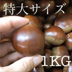 山口県産　厚保（あつ）栗　特大サイズ　1キロのサムネイル