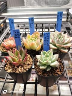 おらいさん苗　青札　【特価　5点セット】のサムネイル