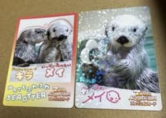 鳥羽水族館 ラッコ メイちゃん コレクションカード 2枚セット レアあり