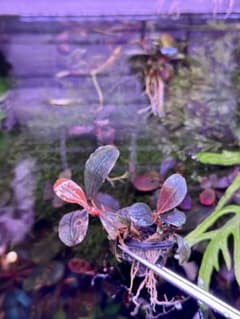 ブセファランドラsp.ヘレナ2013 石付き - メルカリ