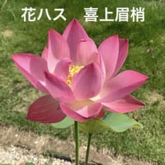 花ハス　喜上眉梢　レンコン　花蓮　蓮根のサムネイル