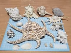 沖縄　貝殻 セット　スイジガイ　クモガイのサムネイル
