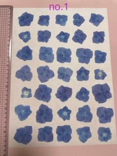 押し花素材 アジサイ 青のサムネイル