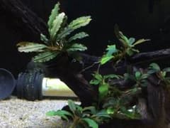 水草 レイアウト ブセファランドラのサムネイル