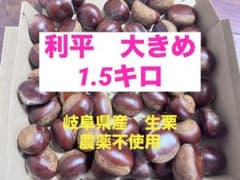 岐阜県産 生栗 1.5kg 農薬不使用　利平栗　大きめのサムネイル