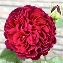 バラ苗 和バラ 切り花品種 強香 - メルカリ