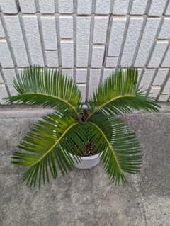 ♪ ソテツ　蘇鉄　抜き苗　サボテン　多肉植物 ♪のサムネイル