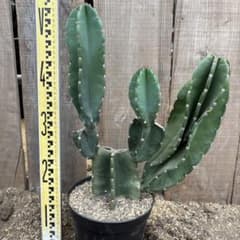 売り切り 鬼面角 発根 ドライガーデン ロストラータ サボテン 観葉植物