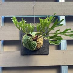 カ*ル様 ビカクシダ　リドレイ　ワイルド　ボルネオ　細葉 ビカクシダ リドレイ ワイルド ボルネオ 細葉 楽天市場】ゆう