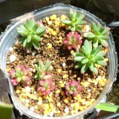 [同梱150円]6/15ピンキー(抜き苗?)多肉植物のサムネイル