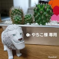 やちこ専用のサムネイル