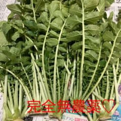 2月6日　日曜日収穫　採れたてです！完全無農薬　大根の葉っぱ　大根葉♡のサムネイル