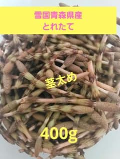 つくし　ツクシ　土筆　青森県産のサムネイル