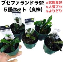 Bucephalandra ブセファランドラ群生７株セット期間限定1セット出品！ Hanatsumugi🌿green | . 🚨 緊急告知 🚨 ーーーーーーーーーー Cool