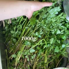 田せり(水芹菜）のサムネイル