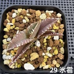 29 アガベ チタノタ 氷雹 - メルカリ