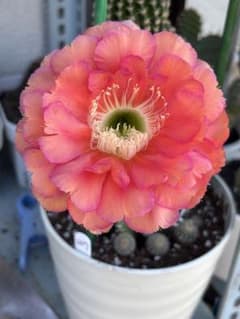 多肉植物　花サボテン　TY-127 （実生株苗の子株苗） 多肉植物 花サボテン TY-127 （実生株苗の子株苗） - メルカリ