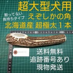 えぞ鹿の角 超極太１本 超大型犬用 260208-01 愛犬のおもちゃのサムネイル