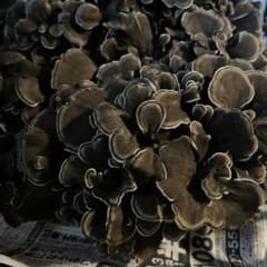 岩手県産　原木舞茸　1.5キロ　今期最終出品のサムネイル