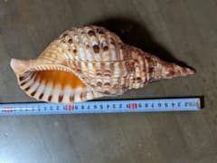 徳之島産 　大型法螺貝（ホラガイ） 天然 貝殻 　　未加工　インテリア 置物のサムネイル
