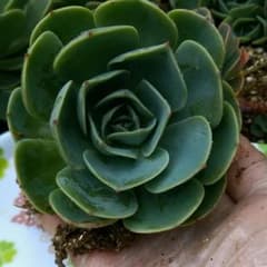 多肉植物♥ 七福神 抜き苗のサムネイル