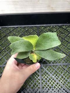 254 ビカクシダ　Fongsiqi モンスタ株 TCのサムネイル