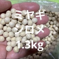 ミヤギシロメ　大豆　1.3k 新物　令和7年宮城県産のサムネイル