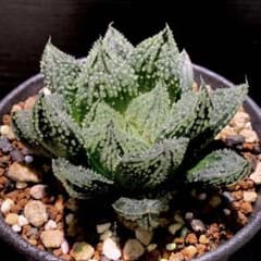 m51137270652_1.jpg?1699752315