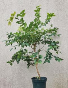 ✿年末セール ジャボチカバ 四季成り 大葉系 サバラ 実生苗10年以上