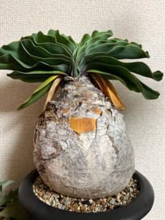 美形 ブーファン ハエマンソイデス 珍奇植物 - メルカリ