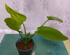 52　楽しいエキノドルス！sp.アルトネグロ　超親株　水上葉　80センチ！ エキノドルス SP アルト ネグロ産 (水上葉) 30cm - メルカリ