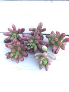 多肉植物 カット苗 オーロラ 2セットのサムネイル