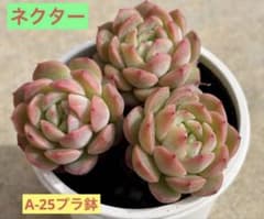 ⭐︎第二弾⭐︎ 選べる！！プラグ苗(抜き苗) 多肉植物　ランダム発送 桜雪 多肉植物 プラグ苗(抜き苗)3苗 ランダム発送 - メルカリ