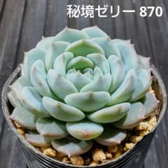秘境ゼリー 870 エケベリア 多肉植物 抜き苗 - メルカリ
