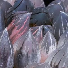 ハオルチア 漆黒オブツーサ錦 極上斑 - メルカリ