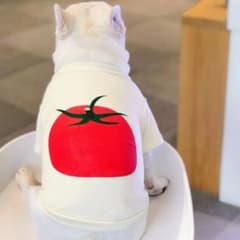 【新品】値下げしました Lサイズ 犬服 トマト柄のサムネイル