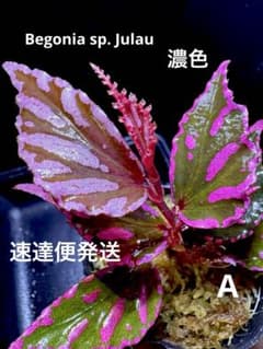Begonia sp. Julauベゴニア ジュラウ ぼっち 濃色❣️A - メルカリ