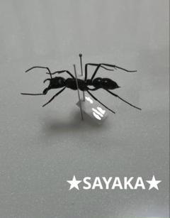 ★昆虫標本★【ディノポネラ】ディノハリアリDinoponera gigantea ☆昆虫標本☆【ディノポネラ】ディノハリアリDinoponera