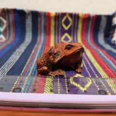 時代提物 木彫根付 在銘【親子蛙】高さ約2.4cm 重さ11ｇ☆名工永正☆緻密彫 時代提物 木彫根付 在銘【親子蛙】高さ約2.4cm 重さ11g☆名工永正