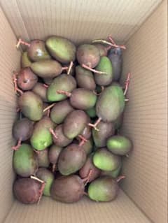 大容量10Kg 青マンゴー（摘果マンゴー）沖縄産 Green Mango卵サイズ