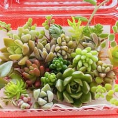 ⑤寄せ植えセット カット苗 詰め合わせ 多肉植物のサムネイル