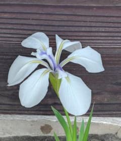 カキツバタ 白鷺 株分け苗 1株 - メルカリ