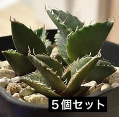 ⑦アガベ 青葉 オテロイ実生 選抜 チタノタ オアハカ ブルー - メルカリ