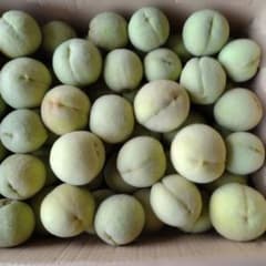 山梨県産 摘果桃 若桃 加工用 箱込み約9.5kg 岡山県産 白桃 若桃 摘果桃 箱込み約5kg 加工用 - メルカリ