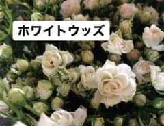 ぱん★さま　確認用ですのサムネイル
